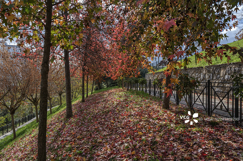 阳光穿透伊斯坦布尔乌姆拉尼耶区公共公园的秋季树冠图片素材