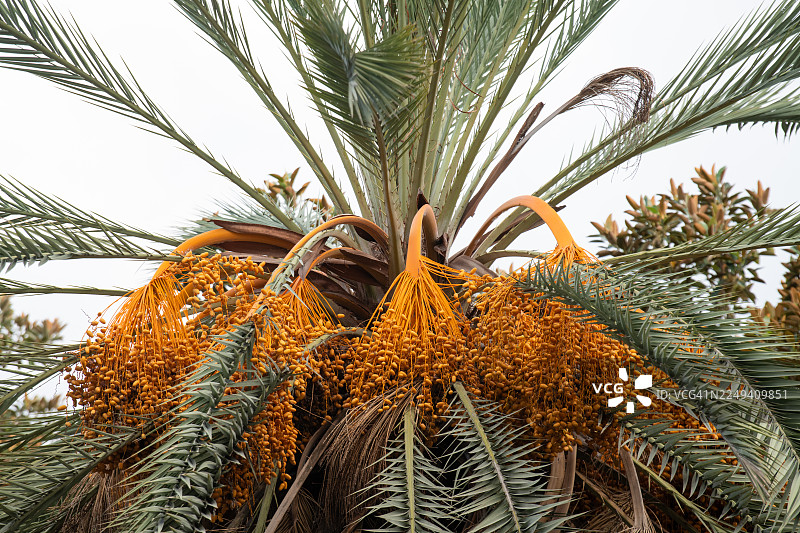 黄色的椰枣树（Phoenix canariensis）结满成熟的枣子，成串挂下图片素材