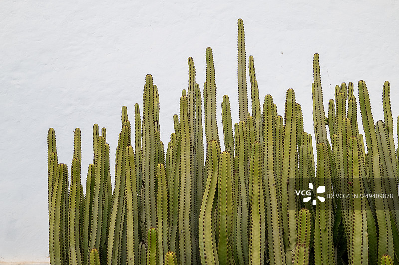高大的加那利大戟（Euphorbia canariensis）生长在白色墙壁前图片素材