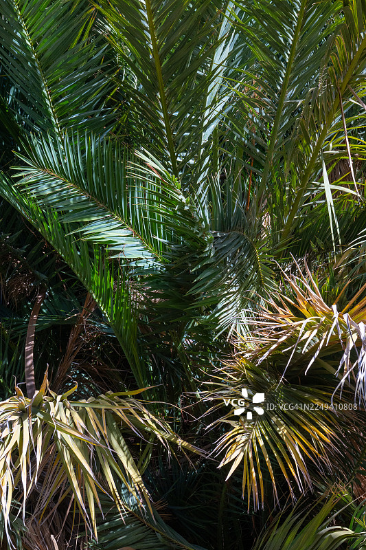 绿色的棕榈叶构成热带自然背景图片素材