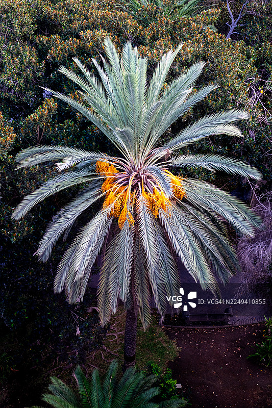 金黄椰枣的棕榈树（亚沥卡棕）生长在繁茂的花园中图片素材
