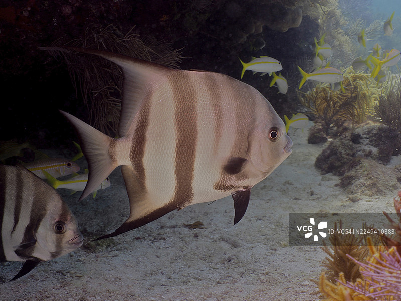 条纹鱼，大西洋海鲈鱼 (Chaetodipterus faber)，成群游动，周围环绕着珊瑚和明亮的光线，潜水点位于美国佛罗里达州基拉戈的约翰·彭内坎普珊瑚礁州立公园，佛罗里达礁岛群图片素材