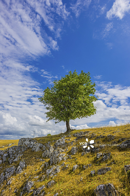 欧洲山毛榉(Fagus sylvatica),埃塞尔斯堡山谷,士瓦本汝拉山,巴登-符腾堡州,德国图片素材