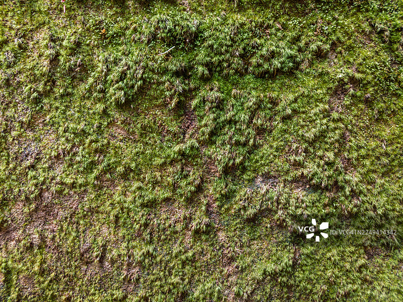 苔藓和地衣纹理的特写图片素材