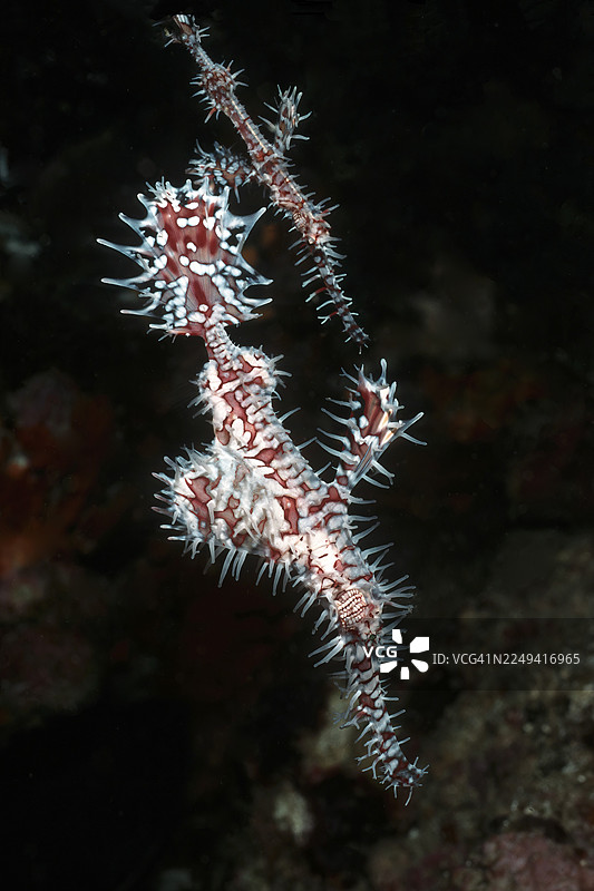 成对的鬼鲉（Solenostomus paradoxus），又称镶宝鬼鲉、鬼刀鲉，较大的雌性标本在前，较小的雄性动物在后，拍摄于安达曼海、印度洋、泰国。图片素材