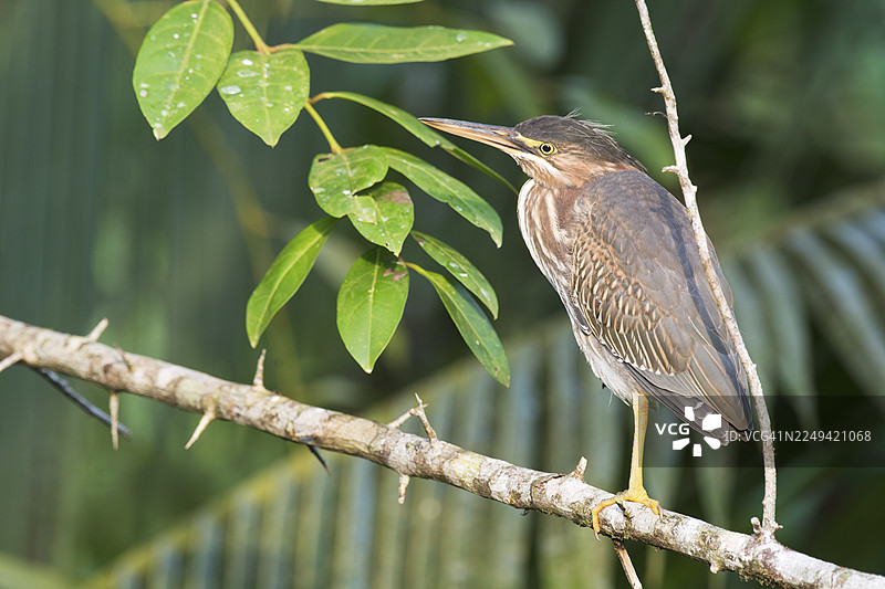 红树林鹭（Butorides striata），幼鸟，托尔图格罗国家公园，哥斯达黎加图片素材