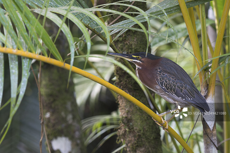 红树林鹭（Butorides striata），托尔图格罗国家公园，哥斯达黎加图片素材