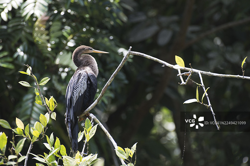 蛇鹈（Anhinga anhinga），托尔图格罗国家公园，哥斯达黎加图片素材
