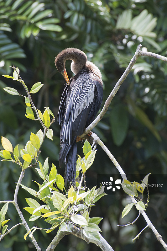 蛇鹈（Anhinga anhinga），托尔图格罗国家公园，哥斯达黎加图片素材