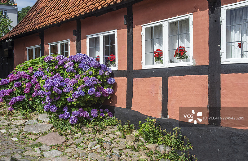 丹麦斯堪的纳维亚地区博恩霍尔姆岛古德海姆镇，典型红色的半木结构房屋旁的杜鹃花，波罗的海图片素材