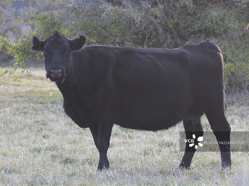 安格斯牛图片素材