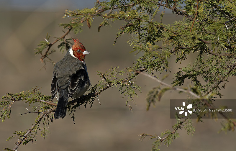红冠雀图片素材