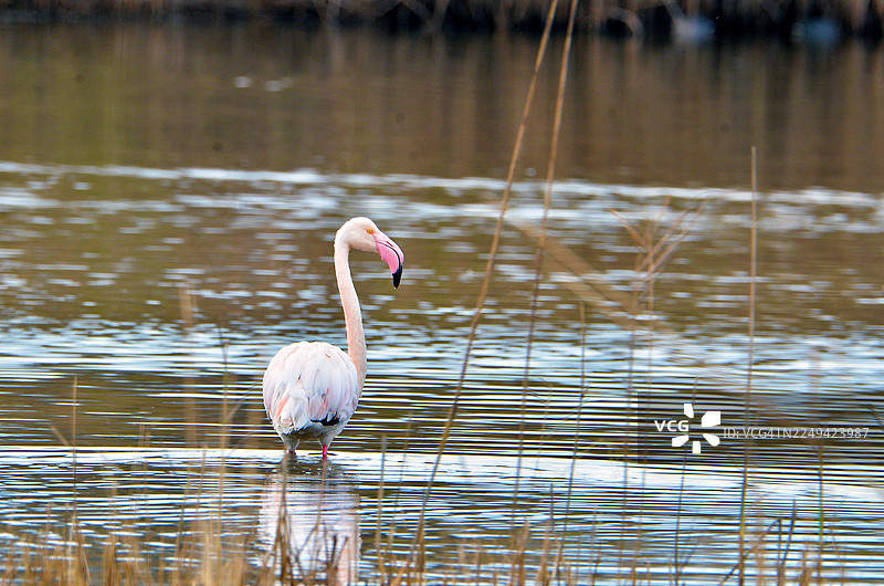 粉红火烈鸟优雅地站在湖中，周围环绕着芦苇图片素材