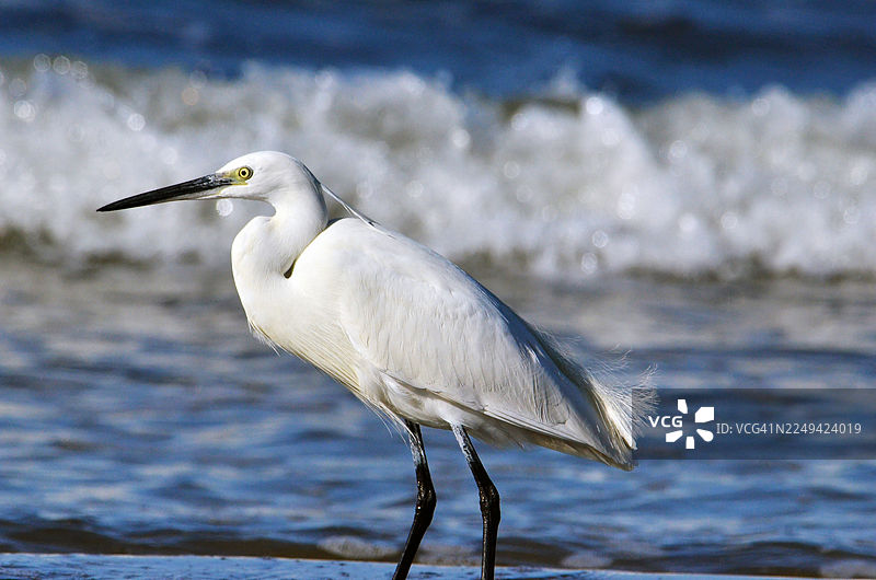 优雅的白鹭在浅水中优雅地站立，背景是轻柔的波浪图片素材