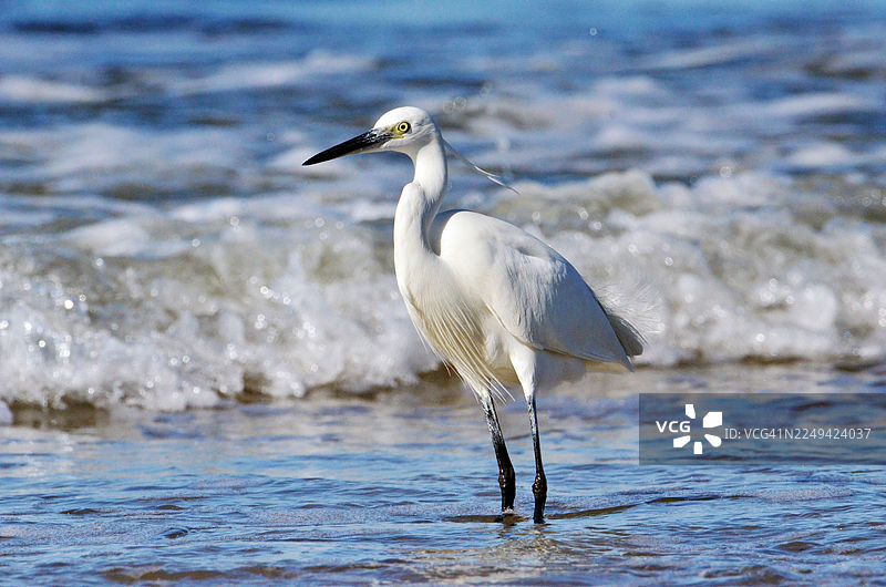 优雅的白鹭在浅海涉水，背景有海浪图片素材
