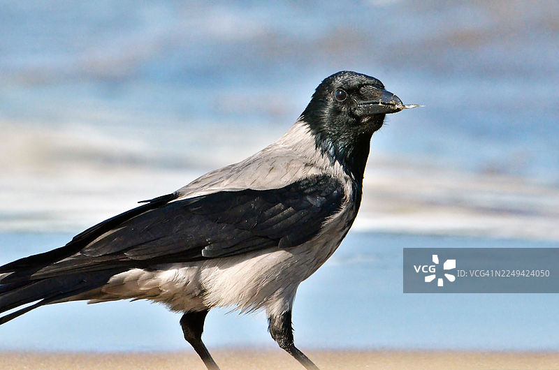 特写镜头：一只 hooded crow（白颈鸦）栖息在沙滩岸边，背景是海洋。图片素材