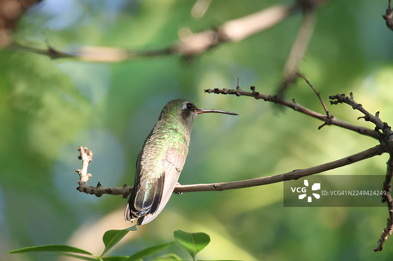 特写：一只色彩鲜艳的蜂鸟优雅地栖息在枝头，周围是茂密的绿色植物图片素材