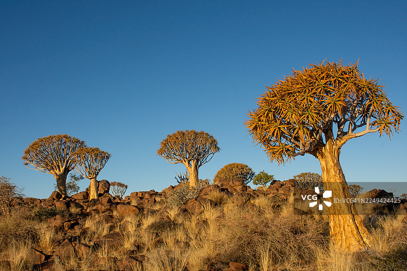 非洲纳米比亚，在晴朗的蓝天下，岩石遍布的干旱地貌上点缀着箭袋树，纳米比亚，箭袋树森林图片素材