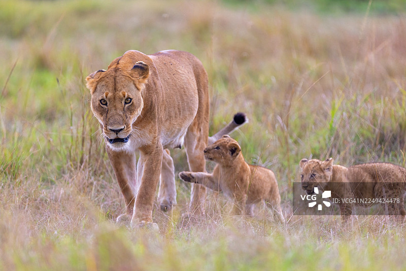 母狮和她两只顽皮的幼崽在非洲稀树草原的高草丛中行走图片素材
