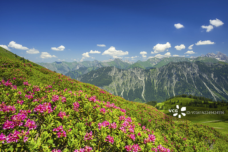 高山玫瑰花盛开,费尔霍恩山全景,其后是阿尔高阿尔卑斯山,阿尔高,巴伐利亚,德国图片素材