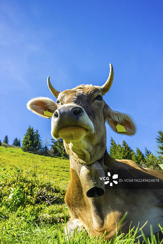 一头来自巴伐利亚州奥伯斯多夫附近阿尔高地区阿尔高褐牛的奶牛,在阿尔卑斯山草地上图片素材