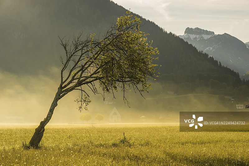 欧洲山毛榉（Fagus sylvatica），洛雷托草地，上阿尔高，阿尔高，巴伐利亚，德国图片素材