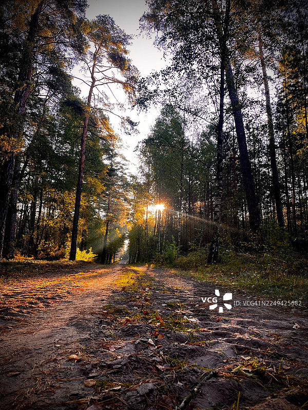 阳光透过秋季森林的树木洒在泥土小径上图片素材