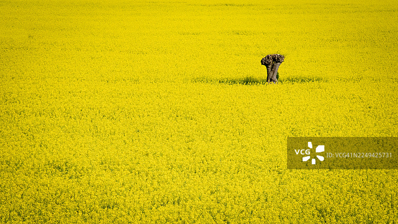 白昼下，远处有一棵孤树的鲜艳黄色油菜花田，意大利卡马尼奥拉图片素材