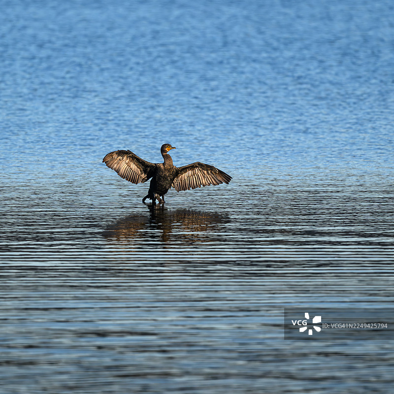 双冠鸊鷉在湖水浅滩处展开翅膀图片素材