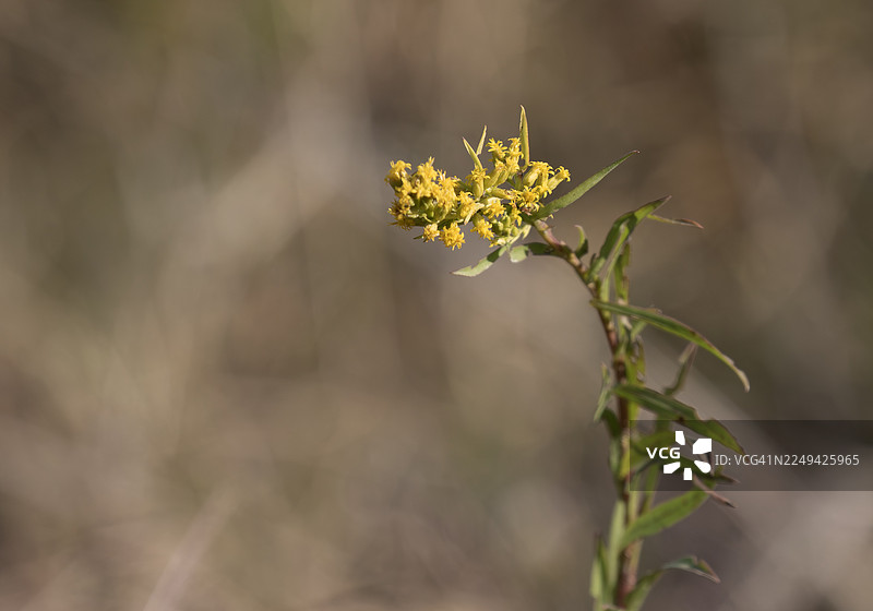 一枝黄花的花朵图片素材