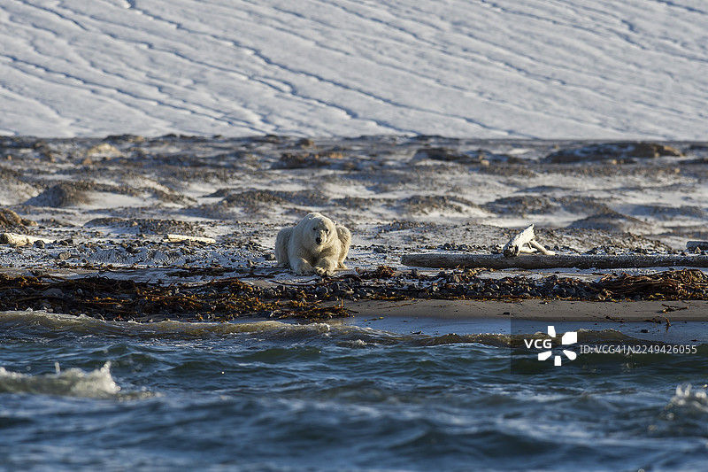 北极熊(Ursus maritimus),雄性,在冰川前的海滩上,位于挪威斯瓦尔巴群岛和扬马延群岛的白王岛图片素材