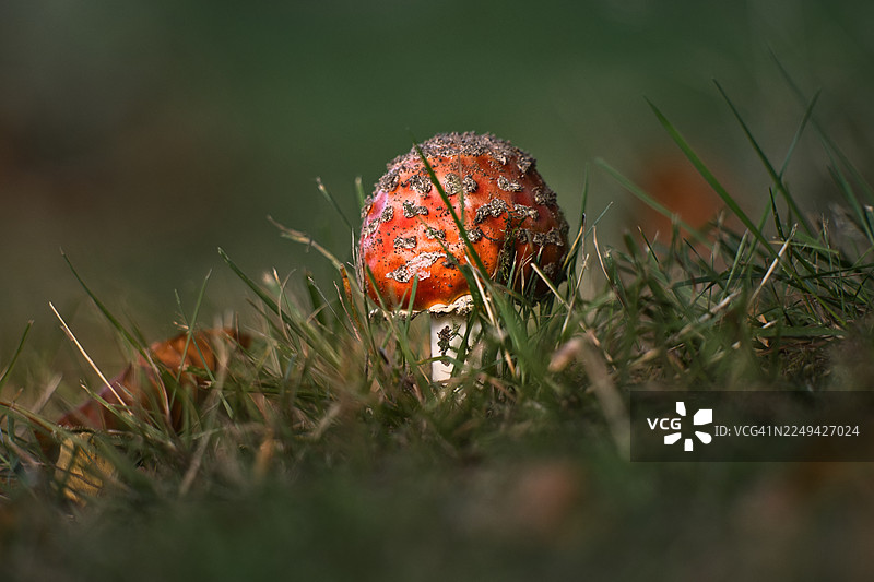 近距离拍摄一朵生在绿草中的鲜红色带白色斑点的蘑菇，置身于柔和光线下的自然户外环境中图片素材