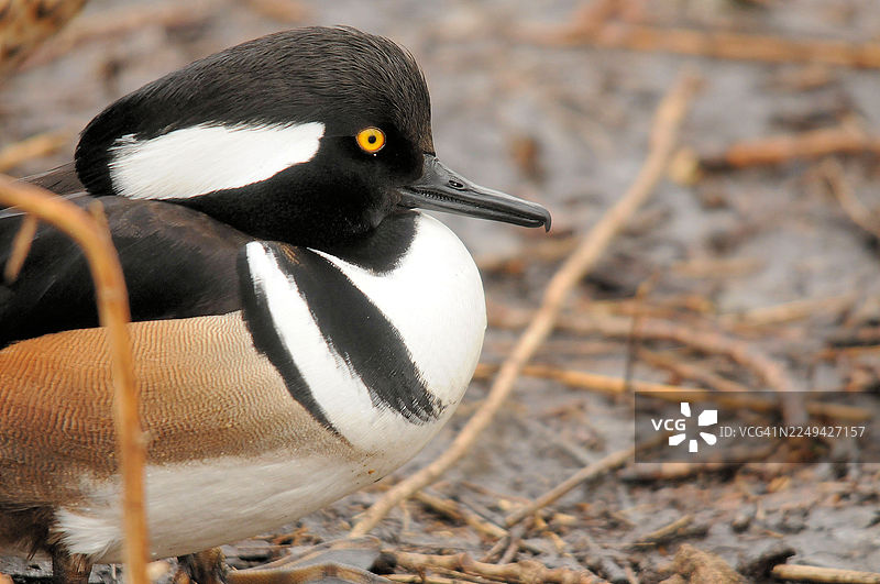 特写一只头顶有黑色冠毛的雌雄莫氏冠鸭，其羽毛呈独特的黑白相间，眼睛明亮呈黄色。图片素材