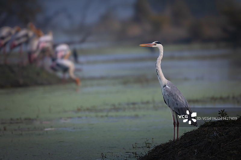 一只灰鹭站在浅水中，背景中其他鸟类模糊不清图片素材