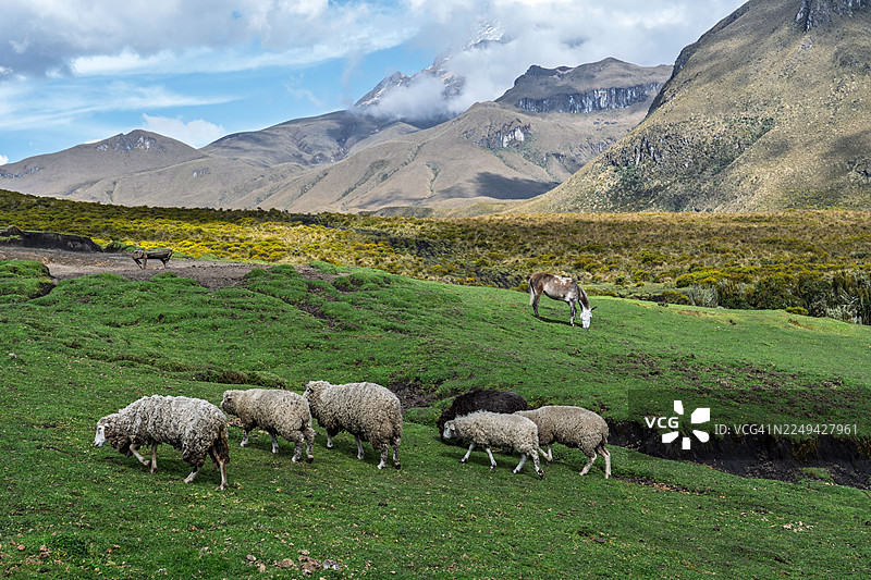 高角度拍摄，一群绵羊和马匹在多云天空下的山区绿色田野里吃草图片素材