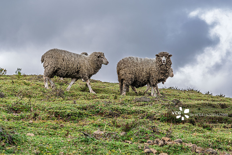 两只绵羊站在多云天空下的草坡上，望着镜头图片素材