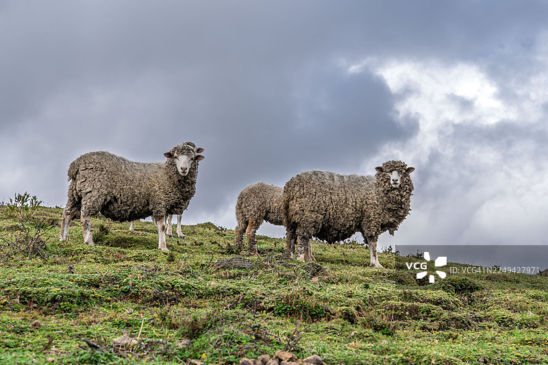 三只羊站在长满青草的山坡上，仰望着戏剧性的多云天空，并直视镜头。图片素材