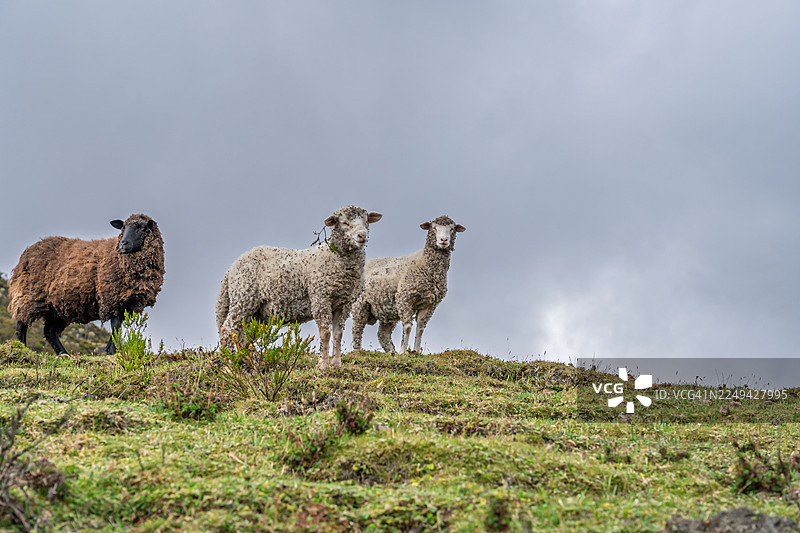 三只羊站在草坡上，天空多云。图片素材