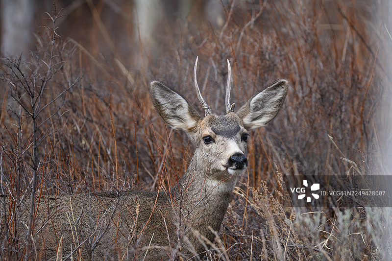 一只长着鹿角的年轻雄性骡鹿，站立在自然荒野的干枯灌木丛中图片素材