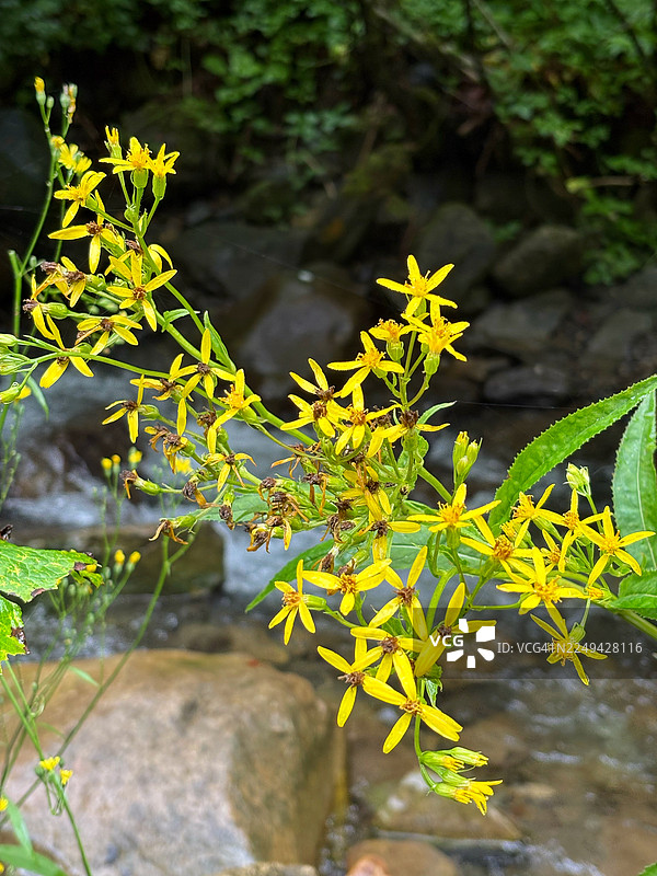 黄色开花植物的特写图片素材