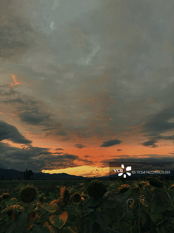 在美国蒙大拿州米苏拉，夕阳下的向日葵田，地平线和云彩被充满活力的橙红色渲染图片素材