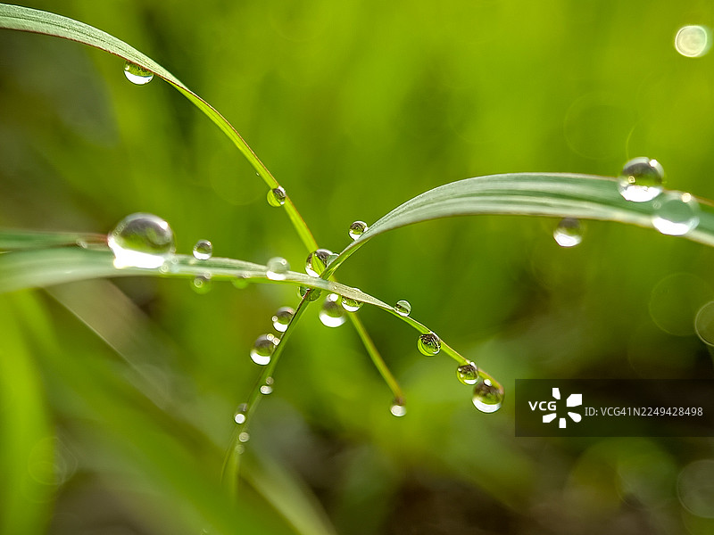 近距离拍摄绿色草叶上闪闪发光的新鲜水滴，象征着大自然的纯净与生长图片素材