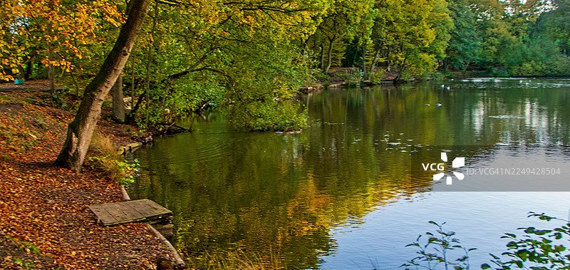 秋季森林湖泊，英国，英国，托克皮茨，五彩缤纷的树木和岸边的落叶倒映在湖中图片素材