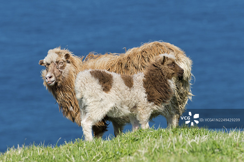 棕白相间的母羊和小羊，位于丹麦法罗群岛的米基内斯岛图片素材