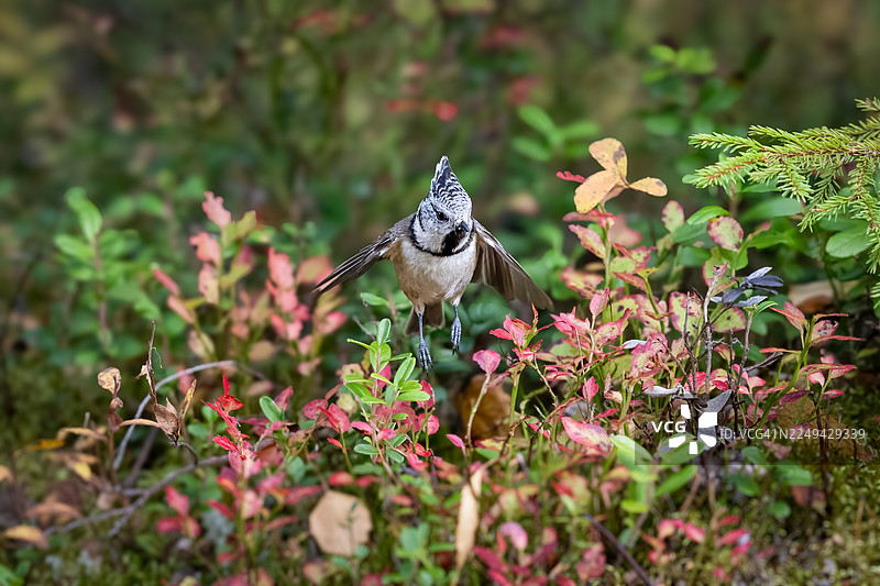 一只头冠山雀在空中展翅飞翔，下方是秋季生机勃勃的森林地面图片素材