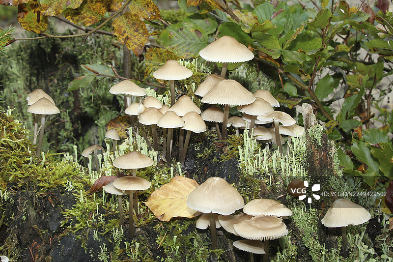 仙女帽菇（Coprinellus disseminatus）和杯状地衣（Cladonia pyxidata），德国巴伐利亚州阿尔高地区图片素材