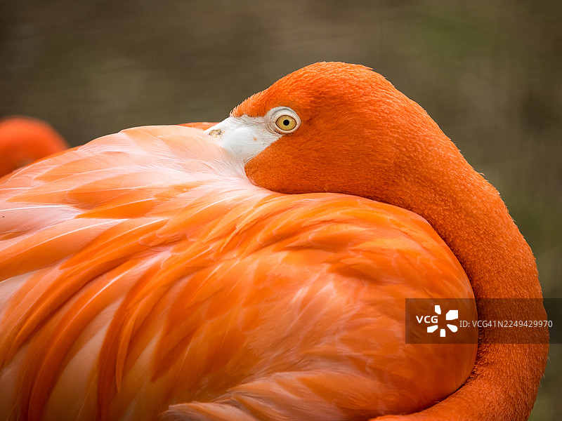 一只色彩鲜艳的橙色火烈鸟特写，它将头埋进羽毛中休息，展现出明亮的眼睛和富有纹理的羽毛图片素材