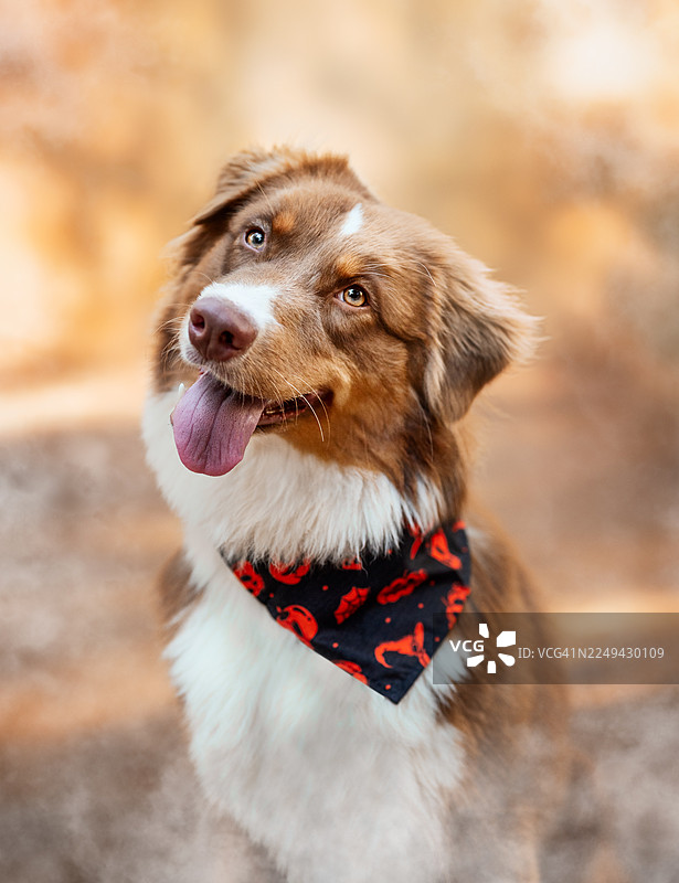 一只可爱澳大利亚牧羊犬的特写肖像，戴着头巾，望向别处图片素材