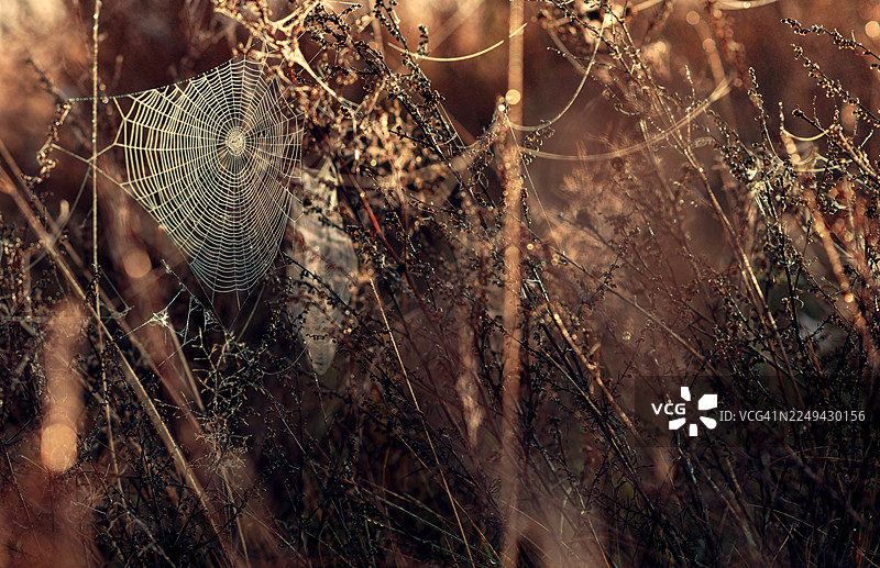 近距离拍摄，一片田野中，细致的蜘蛛网缀满了露珠，在干燥的植物间，沐浴在温暖的阳光下。图片素材
