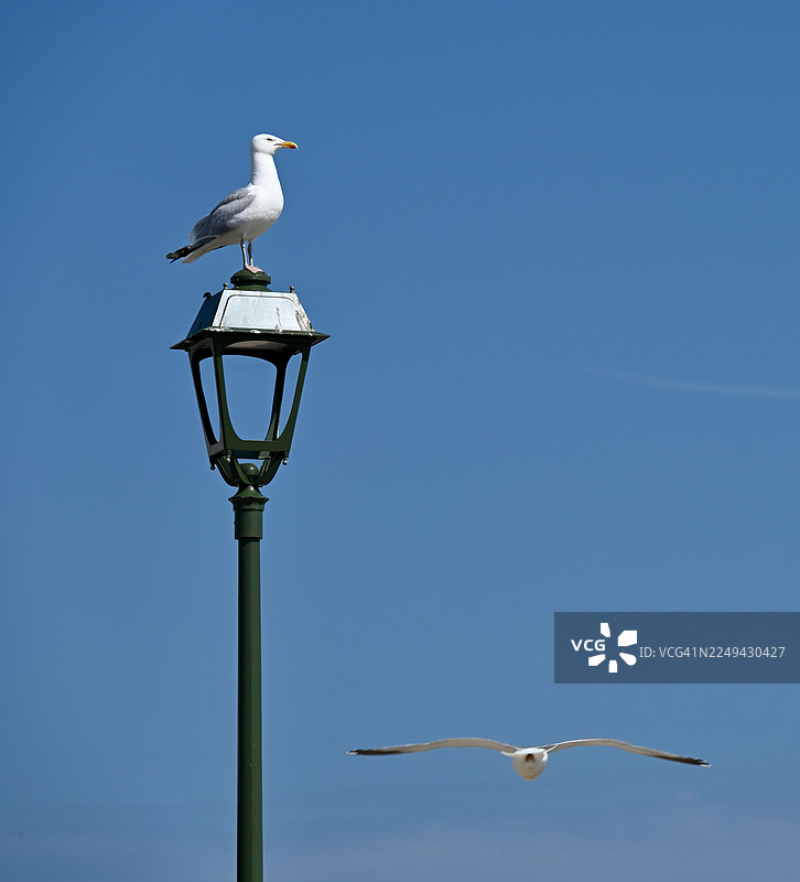 一只海鸥栖息在灯柱上，另一只海鸥在湛蓝的天空中飞翔图片素材